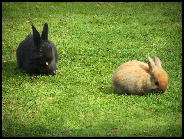 stock image Rabbits