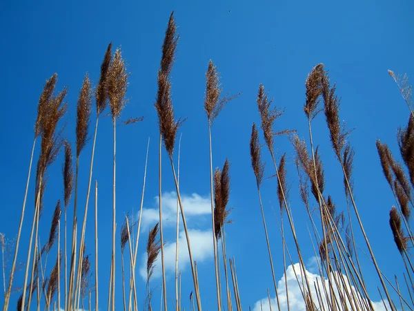 stock image Bulrush