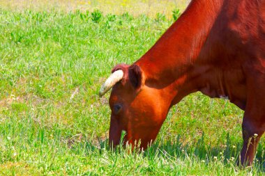 Kırmızı cow2