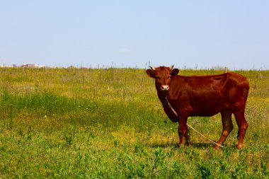 Kırmızı cow1