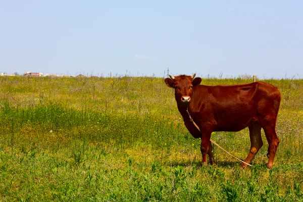 stock image Red Cow1