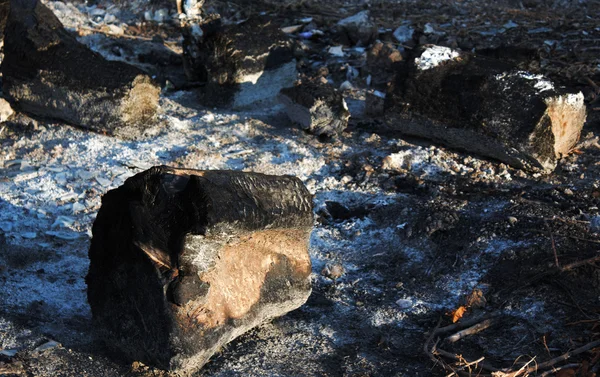 stock image The scorched trees