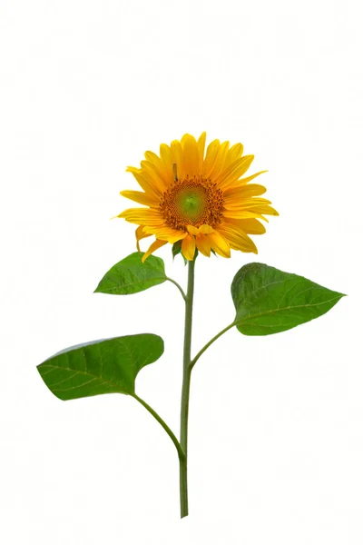 Gorgeous sunflower — Stock Photo, Image