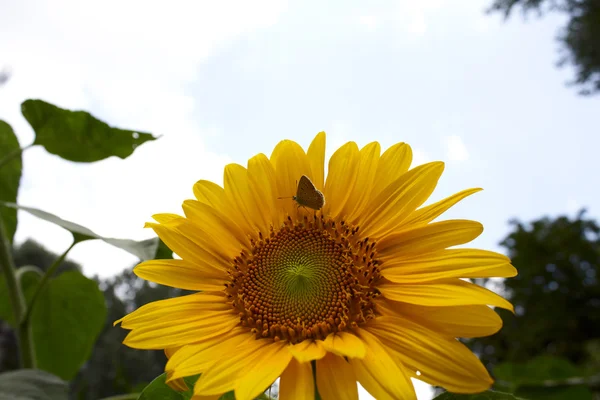 Wunderschöne Sonnenblume mit grünen Blättern — Stockfoto