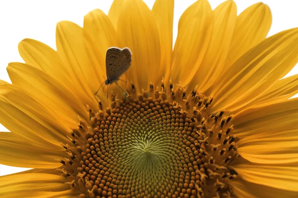 Gorgeous sunflower with green leaves — Stock Photo, Image