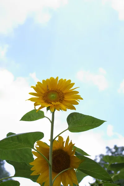 Gorgeous sunflower — Stock Photo, Image