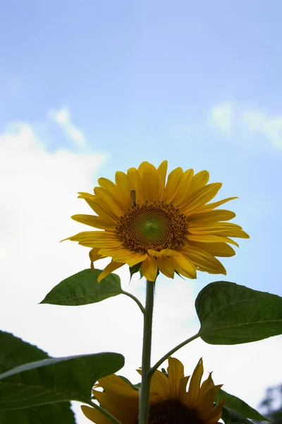 Чудова соняшника — стокове фото