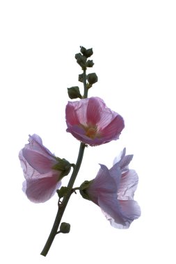 Pembe çiçekli dal