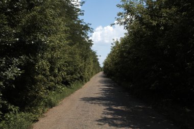 Uzunlamasına yol büyüyen yeşil ağaçlar