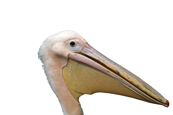 Pelikan — Stockfoto