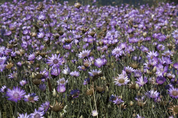 Many dark blue wild flowers — Stock Photo, Image