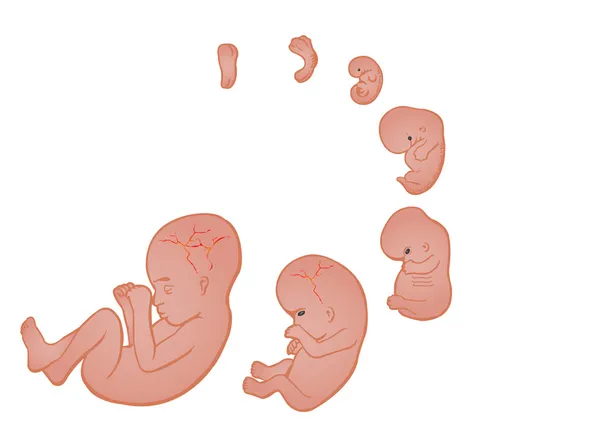 Germen en el vientre de la madre — Archivo Imágenes Vectoriales
