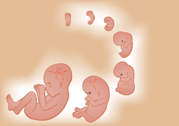 Zarodek w łonie matki — Wektor stockowy