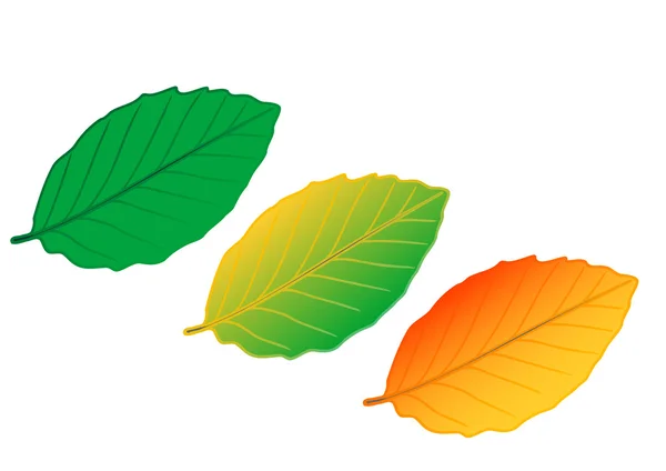 Vector illustration colour leaves — Stock Vector