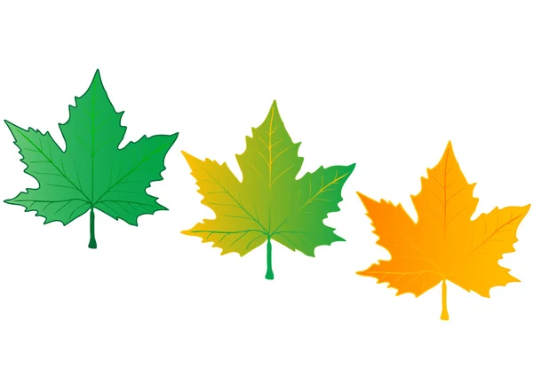 Ilustración vectorial hojas de color — Vector de stock