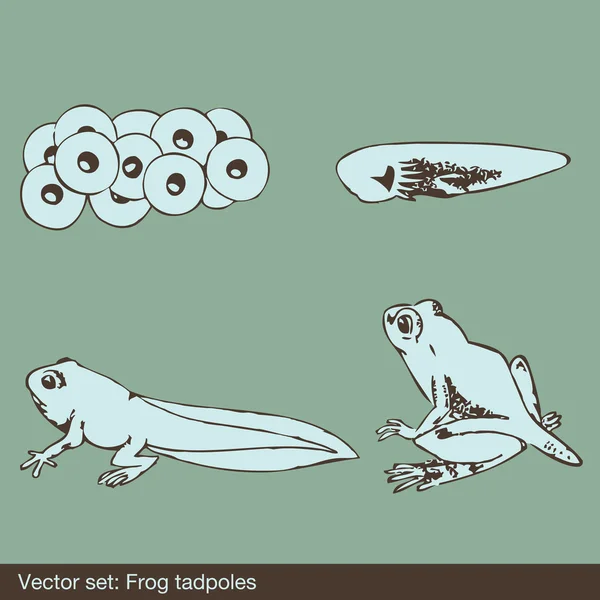 Evoluzione da progenie a vettori di rane — Vettoriale Stock