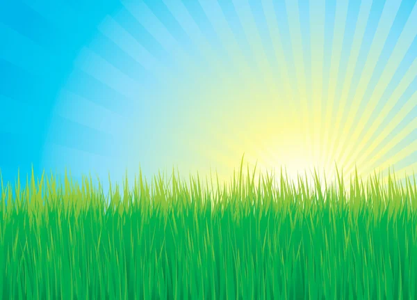 Green grass, water and sun background vector — Stock Vector