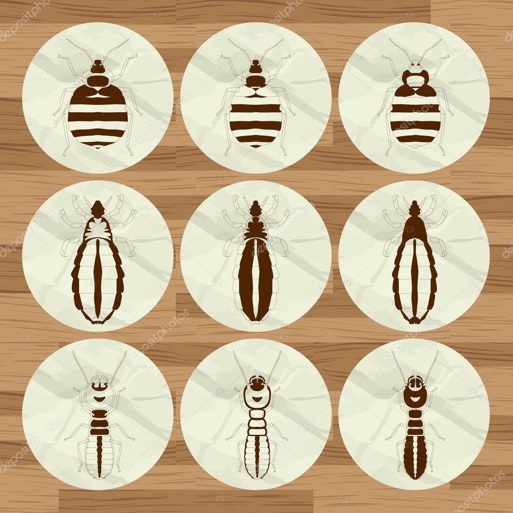 Insect background