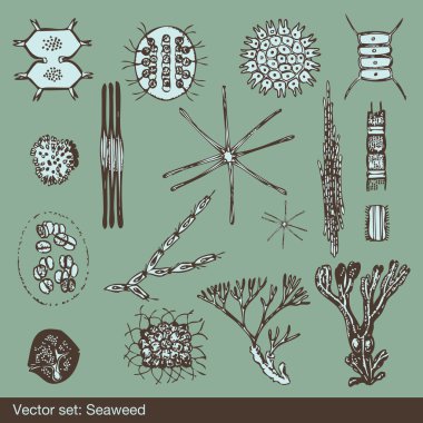 Alga and amoeba organism background set vector