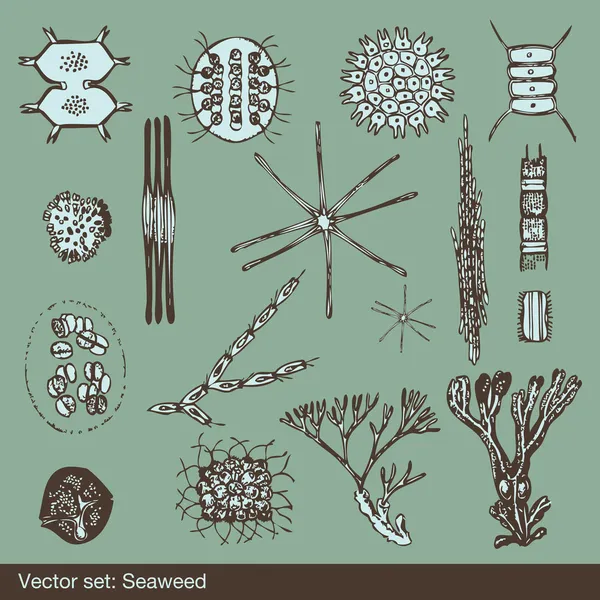海藻和变形虫的有机体背景设置矢量 — 图库矢量图片