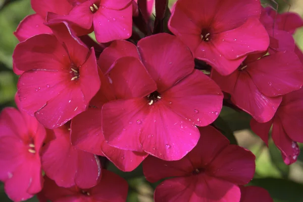 Kleine rote Blüten — Stockfoto