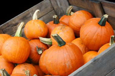 Pumpkin Crop in Cart with copy space. clipart