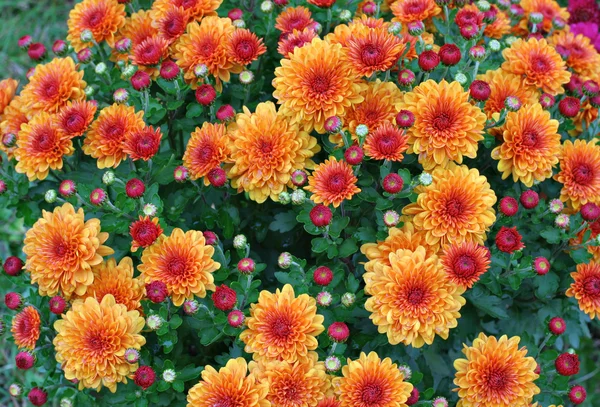 Gold and Red Chrysanthemums — Stock Photo, Image