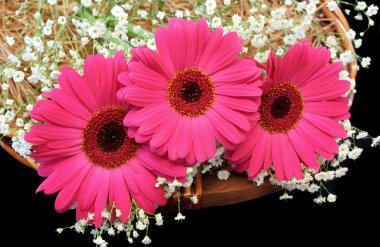 Beautiful Pink Gerber Daisies in a basket clipart