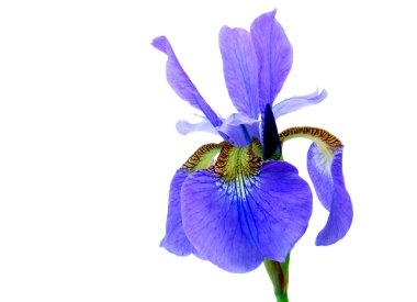 Beautiful Iris on white clipart