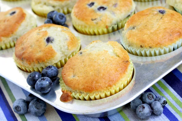 Muffins aux bleuets frais cuits au four — Photo