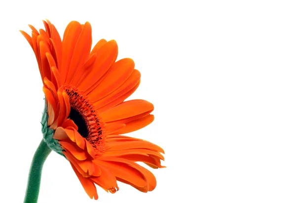Orange gerber daisy isoliert auf weiß — Stockfoto