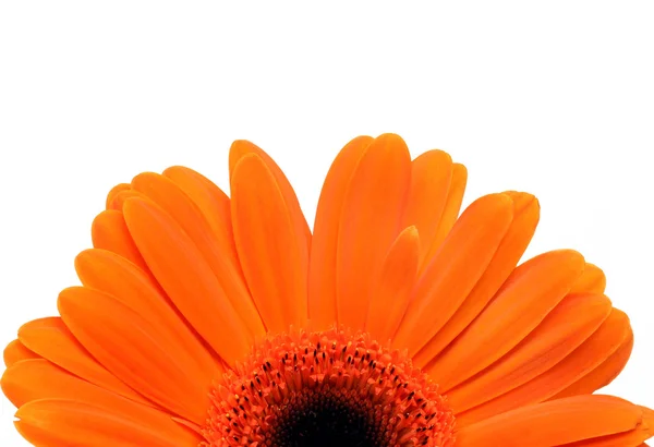 Oranje gerber daisy geïsoleerd — Stockfoto
