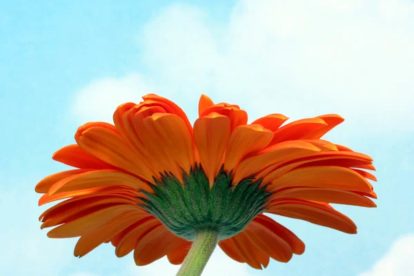 Gerber daisy mot himlen — Stockfoto