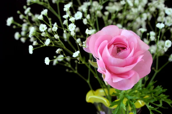 Mooie roze roos of ranuncula — Stockfoto