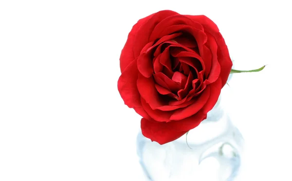 Червона троянда в кришталевій вазі на білому — стокове фото