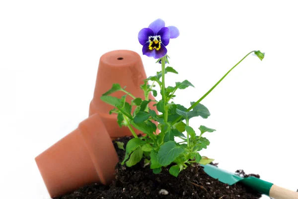 Pansy being potted — Stock Photo, Image
