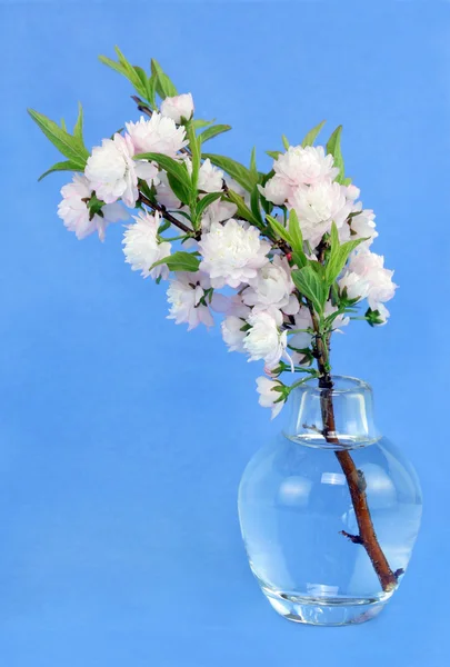 Flowering Almond in Vase — Stock Photo, Image