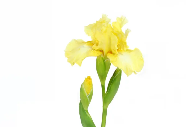 Elegante gelbe Iris auf weißem Grund — Stockfoto