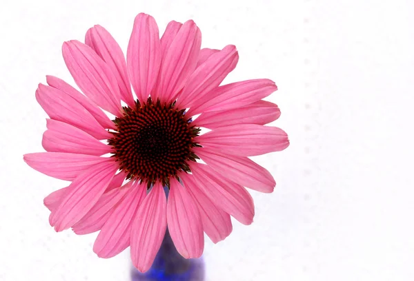 Schöne rosa Kegelblume — Stockfoto