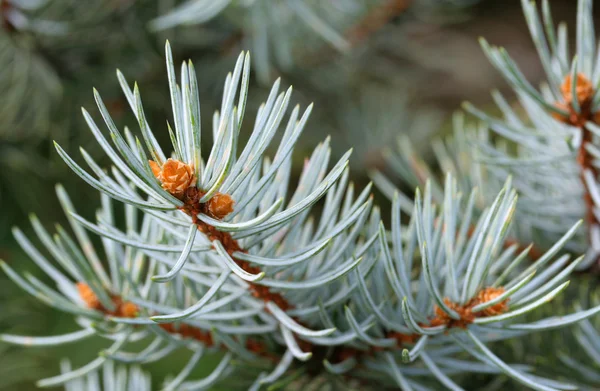 stock image Blue Spruce Shallow Focus