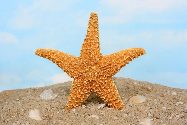 Сахарная морская звезда стоит прямо — стоковое фото