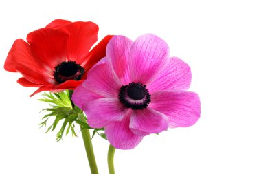 Beautiful anemone on white clipart
