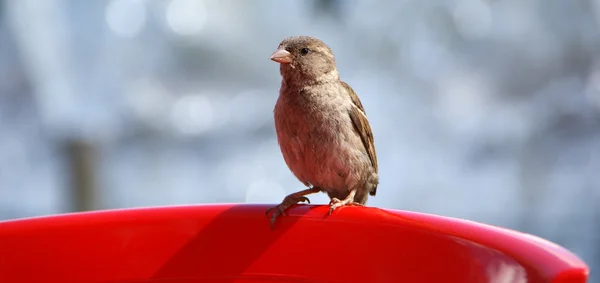 stock image The large image of a small grey sparrow