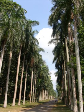 Ada Sri Lanka (Ceylon)