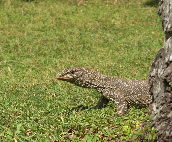 stock image Sri Lanka (Ceylon), monitor lizard