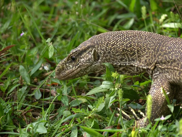 Sri Lanka (Ceilão), lagarto monitor — Fotografia de Stock