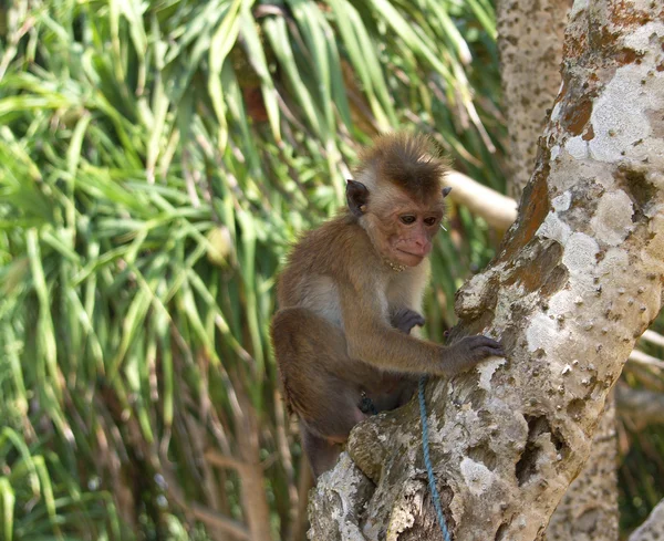 Остров Шри-Ланка (Цейлон), обезьянка — стоковое фото