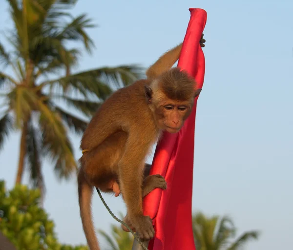 Eiland sri lanka (ceylon), kleine aap — Stockfoto