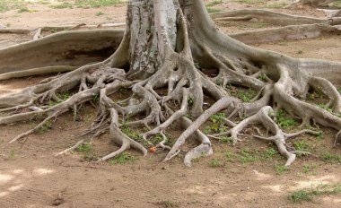 Roots of the old tree clipart