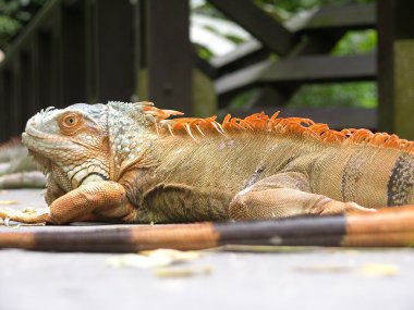 Mevcut Iguany (sıralama Iguana)